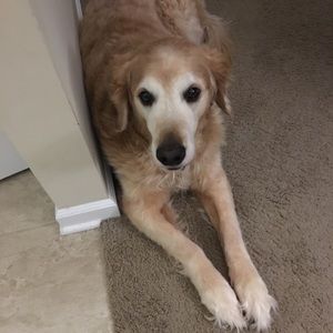 Meet your Posher, Brennan